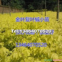 金葉復(fù)葉槭小苗