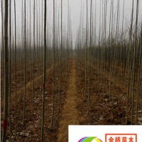 白蠟小苗