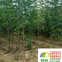 速生白蠟小苗