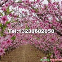 桃花樹(shù)苗