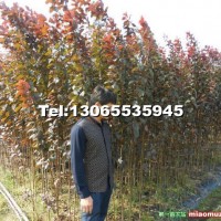 紅葉李小苗