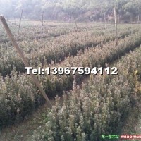 曼地亞紅豆杉小苗