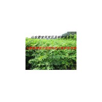 香椿苗