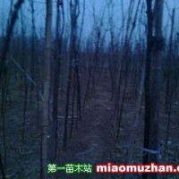 國(guó)槐