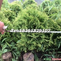 玫瑰香柏