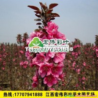 紅寶石海棠
