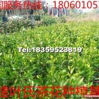 茶花小苗