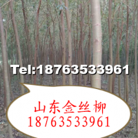 金絲柳