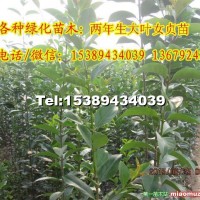 高桿女貞