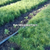 樟子松2年苗