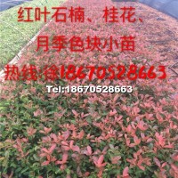 紅葉石楠
