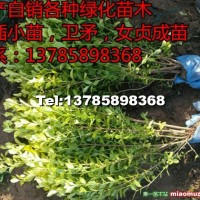 女貞
