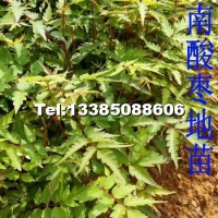 南酸棗地苗