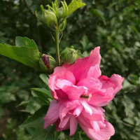 木槿小苗