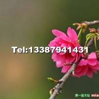 臺灣牡丹櫻