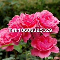 豐花月季