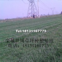 草坪