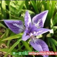 鳶尾