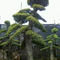 造型榔榆
