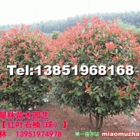 紅葉石楠球