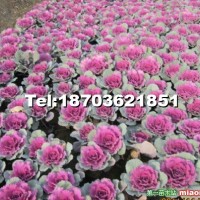 橄欖花
