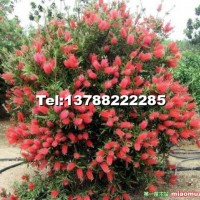 美花紅纖層