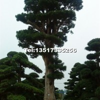 造型羅漢松