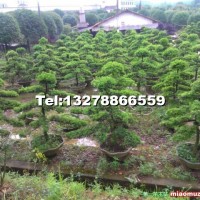 造型羅漢松