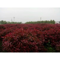 紅葉石楠球