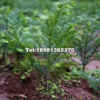 紅豆杉樹苗