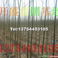 速生柳小苗