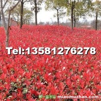 紅葉石楠