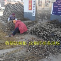 法桐根
