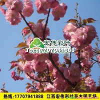 紅葉櫻花