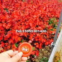 美國紅楓