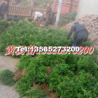 小葉黃楊苗