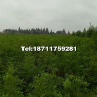 落羽杉