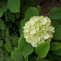 木本繡球