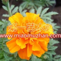 孔雀草