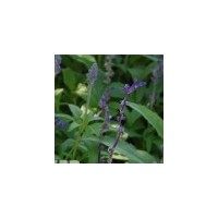 蘭花鼠尾草