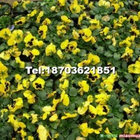 蝴蝶花