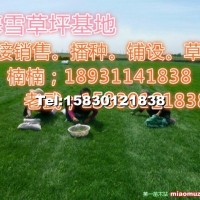 冷季型草坪