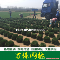 黑麥草草坪