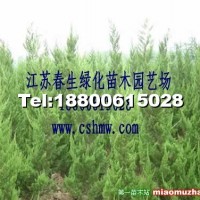 龍柏球