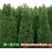 側(cè)柏
