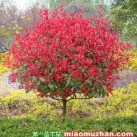 紅葉石楠