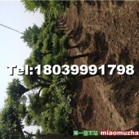 小葉女貞造型