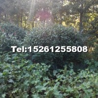 石楠球