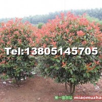 紅葉石楠球