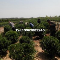 大葉黃楊球